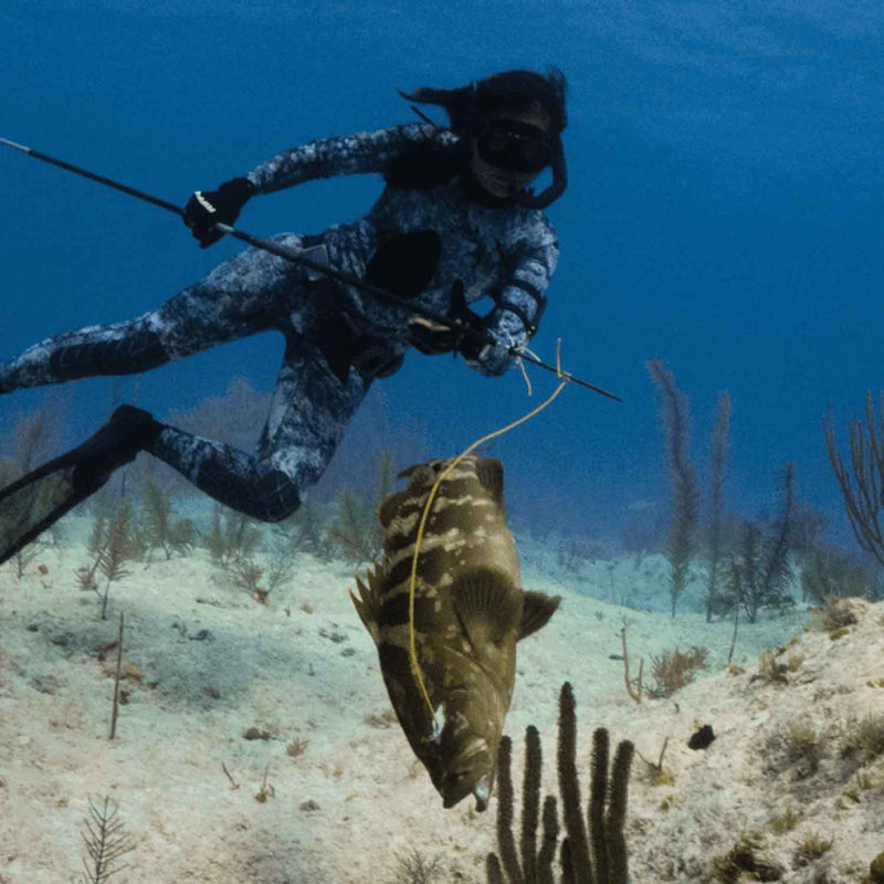 spearfishing Nassau grouper with a riffe carbon fiber polespear with sub mini ice pick