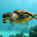green sea turtle off the coast of south florida aboard the lady go diver boat dive charter