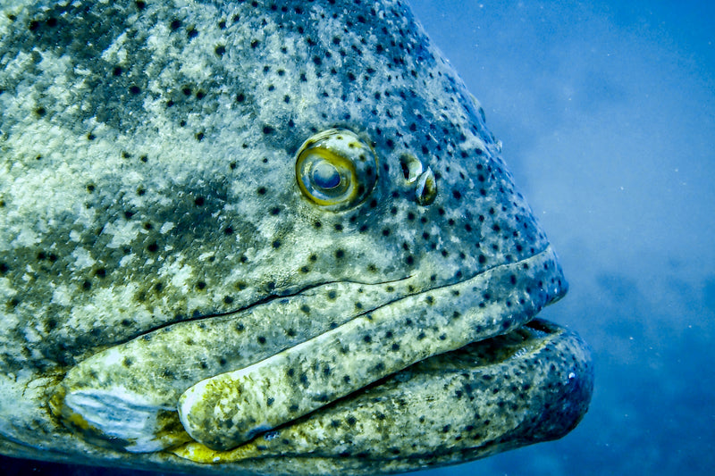 Close up image of a goliath grouper in south Florida. 