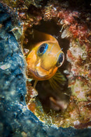Sealife Sport Diver 67mm +6 Macro Lens