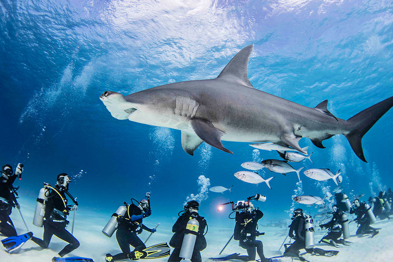 Shark Tank in Depth: SwimZip Dives in for a Deal!