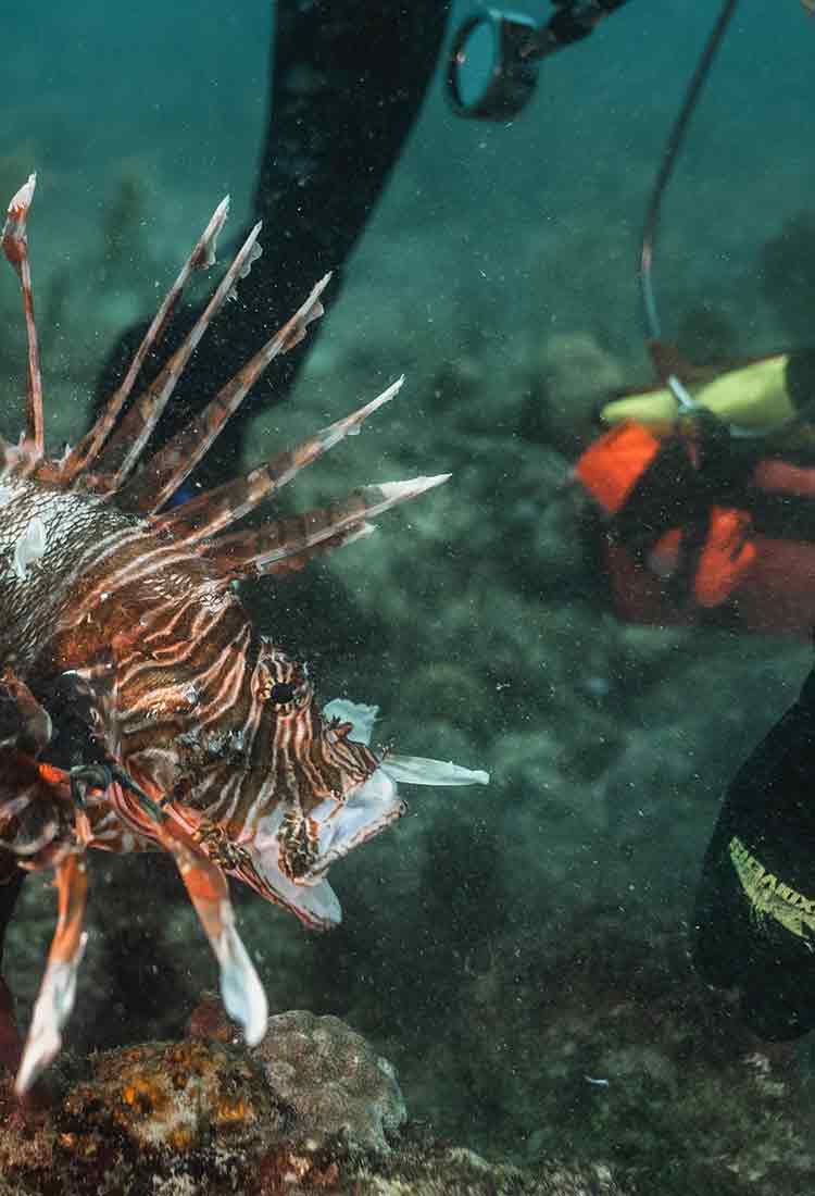 local south florida lionfish getting taken off the reef in a Lionfish Derby