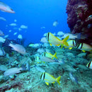 PADI FISH IDENTIFICATION SPECIALTY COURSE