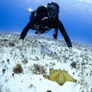 PADI PEAK PERFORMANCE BUOYANCY SPECIALTY COURSE