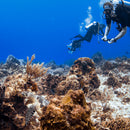 PADI UNDERWATER NATURALIST SPECIALTY COURSE