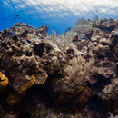 PADI UNDERWATER NATURALIST SPECIALTY COURSE