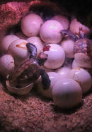 Sea turtle hatchlings emerging from their eggs on a beach